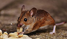 24 Hour & Emergency Exterminators in W Asheville, NC